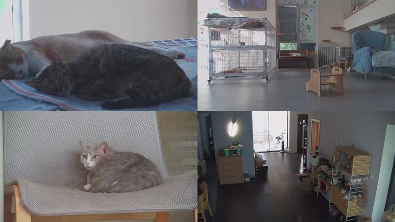 【2025-10-10 08点场】喵放送：喵放送☀️喵呜~