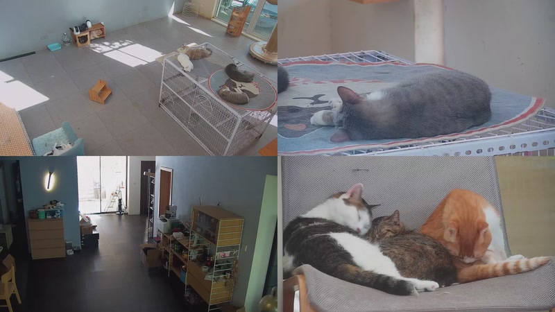 【2025-10-10 14点场】喵放送：喵放送☀️喵呜~