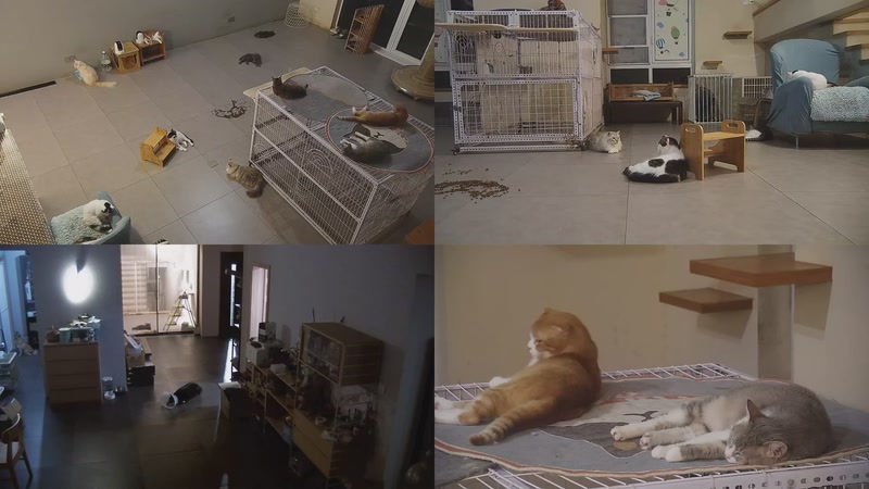 【2025-10-10 20点场】喵放送：喵放送☀️喵呜~