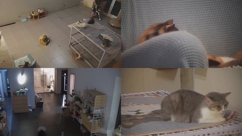 【2025-10-10 18点场】喵放送：喵放送☀️喵呜~