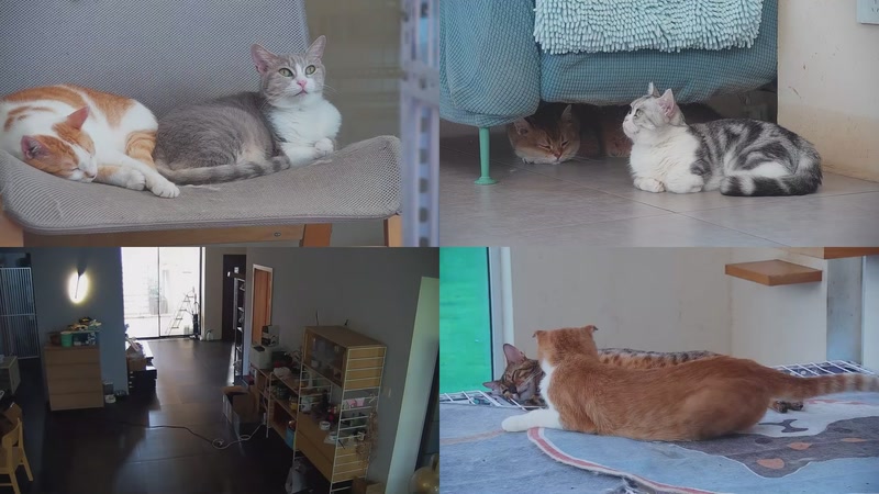 【2025-10-11 16点场】喵放送：喵放送☀️喵呜~