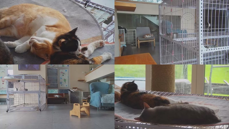 【2025-10-11 10点场】喵放送：喵放送☀️喵呜~