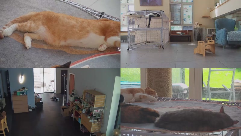 【2025-10-11 12点场】喵放送：喵放送☀️喵呜~