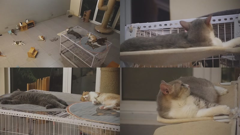 【2025-10-10 22点场】喵放送：喵放送☀️喵呜~