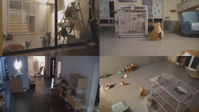 【2025-10-11 20点场】喵放送：喵放送☀️喵呜~