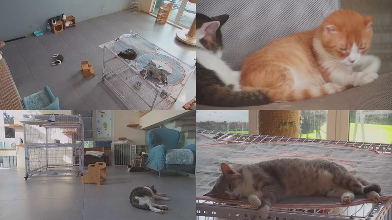 【2025-10-12 08点场】喵放送：喵放送☀️喵呜~