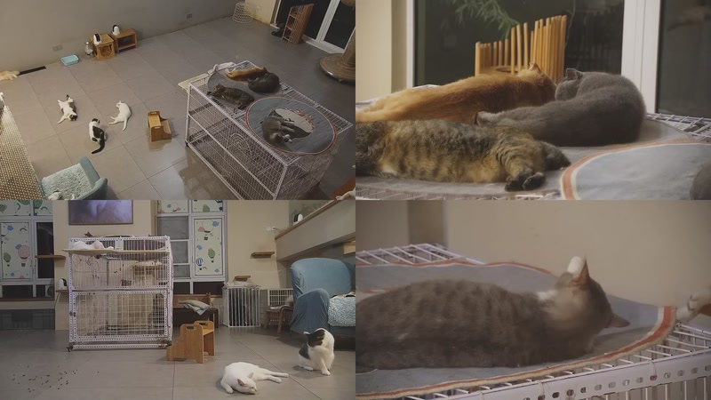 【2025-10-12 04点场】喵放送：喵放送☀️喵呜~