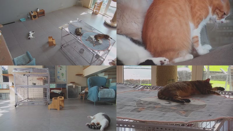 【2025-10-12 10点场】喵放送：喵放送☀️喵呜~