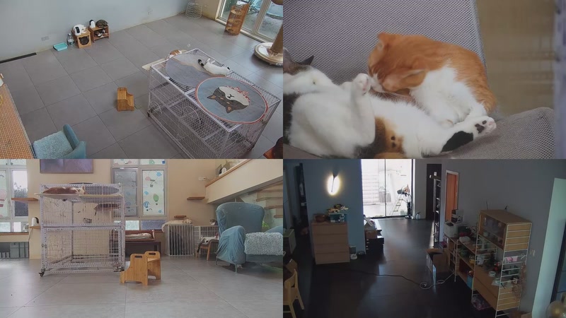 【2025-10-12 14点场】喵放送：喵放送☀️喵呜~