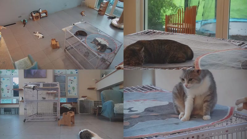 【2025-10-12 06点场】喵放送：喵放送☀️喵呜~