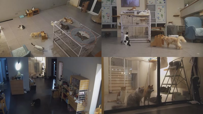 【2025-10-12 20点场】喵放送：喵放送☀️喵呜~