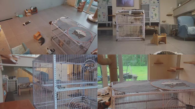 【2025-10-13 06点场】喵放送：喵放送☀️喵呜~