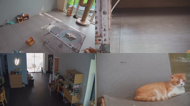 【2025-10-13 12点场】喵放送：喵放送☀️喵呜~