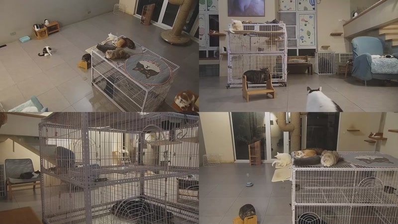 【2025-10-13 18点场】喵放送：喵放送☀️喵呜~