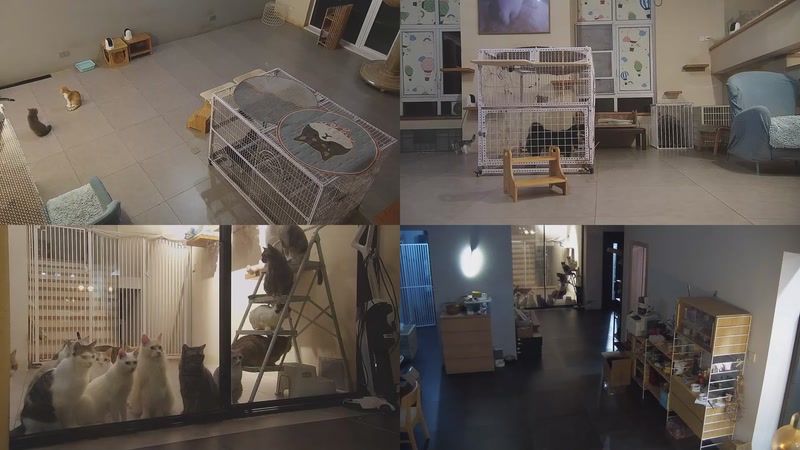 【2025-10-13 20点场】喵放送：喵放送☀️喵呜~