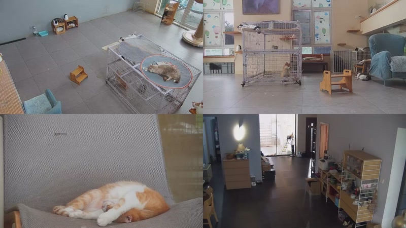 【2025-10-13 10点场】喵放送：喵放送☀️喵呜~