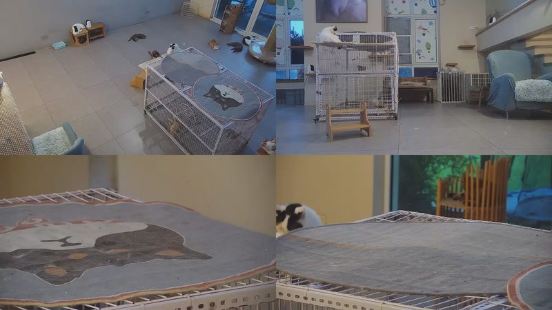 【2025-10-14 06点场】喵放送：喵放送☀️喵呜~