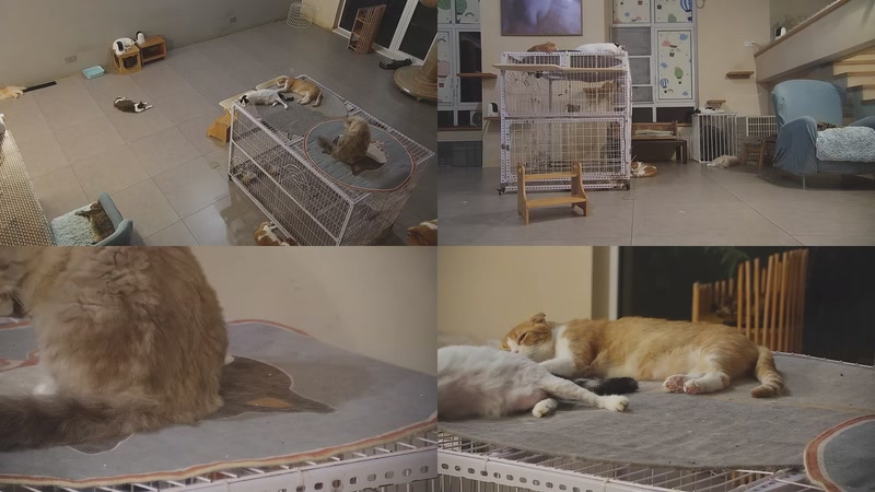 【2025-10-14 04点场】喵放送：喵放送☀️喵呜~