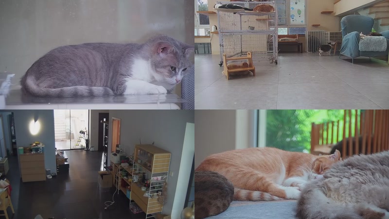 【2025-10-14 12点场】喵放送：喵放送☀️喵呜~