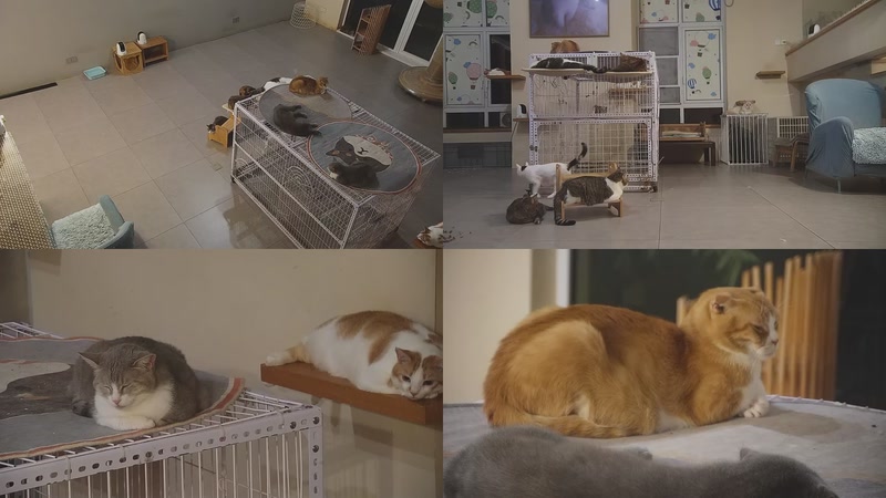 【2025-10-14 00点场】喵放送：喵放送☀️喵呜~