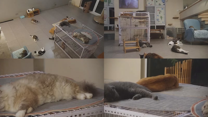 【2025-10-14 02点场】喵放送：喵放送☀️喵呜~