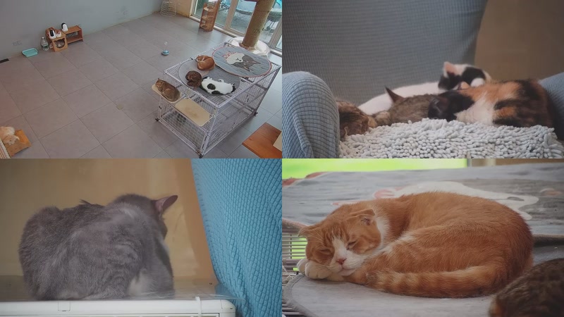 【2025-10-14 16点场】喵放送：喵放送☀️喵呜~