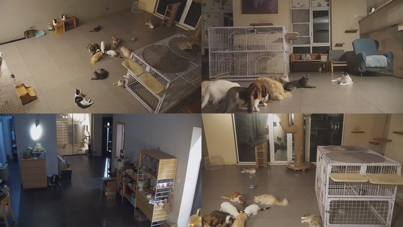 【2025-10-15 20点场】喵放送：喵放送☀️喵呜~