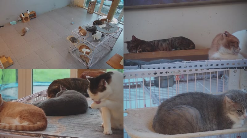 【2025-10-15 06点场】喵放送：喵放送☀️喵呜~