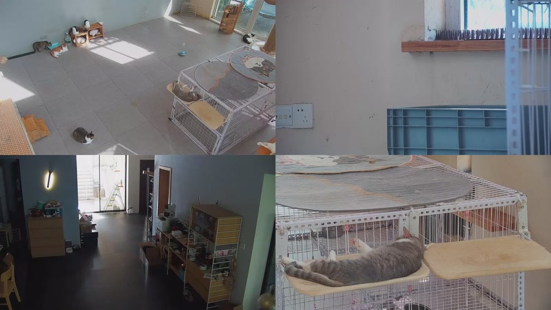 【2025-10-15 14点场】喵放送：喵放送☀️喵呜~