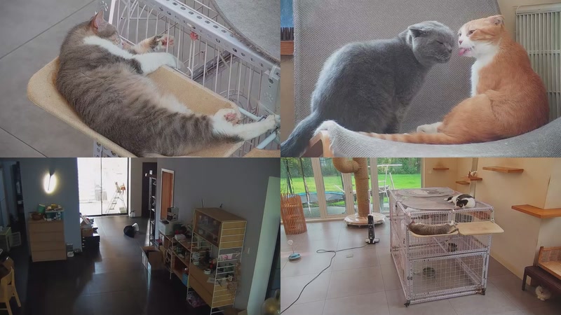 【2025-10-15 16点场】喵放送：喵放送☀️喵呜~