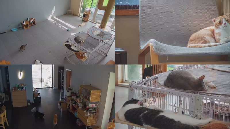 【2025-10-15 12点场】喵放送：喵放送☀️喵呜~