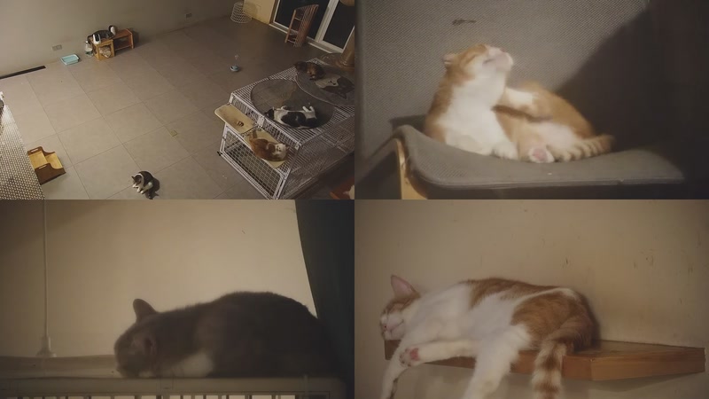 【2025-10-16 04点场】喵放送：喵放送☀️喵呜~