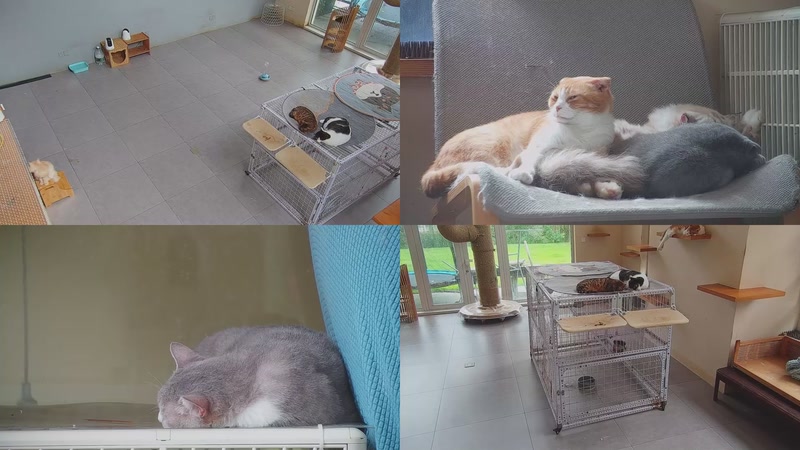 【2025-10-16 13点场】喵放送：喵放送☀️喵呜~