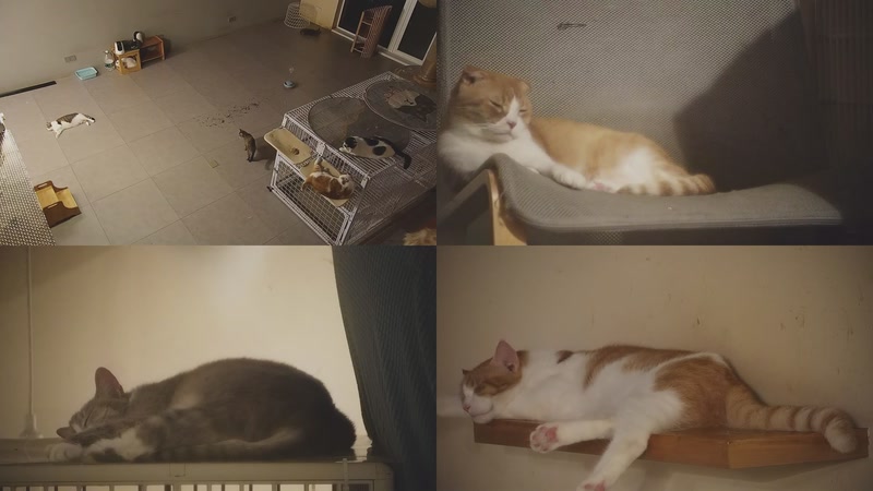 【2025-10-16 00点场】喵放送：喵放送☀️喵呜~