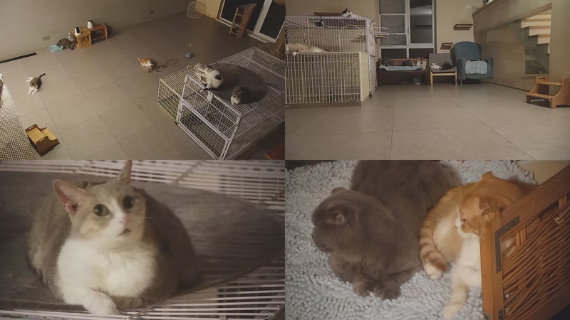 【2025-10-16 21点场】喵放送：喵放送☀️喵呜~