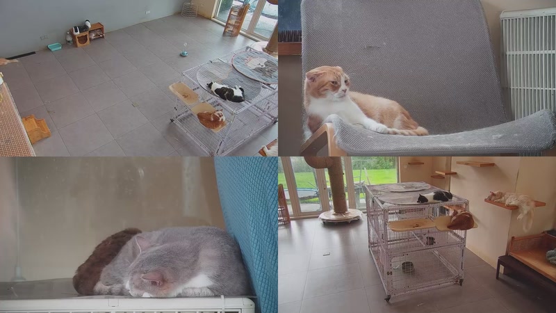 【2025-10-16 11点场】喵放送：喵放送☀️喵呜~