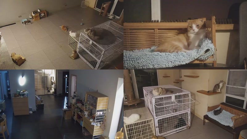 【2025-10-16 19点场】喵放送：喵放送☀️喵呜~