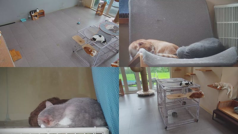 【2025-10-16 10点场】喵放送：喵放送☀️喵呜~