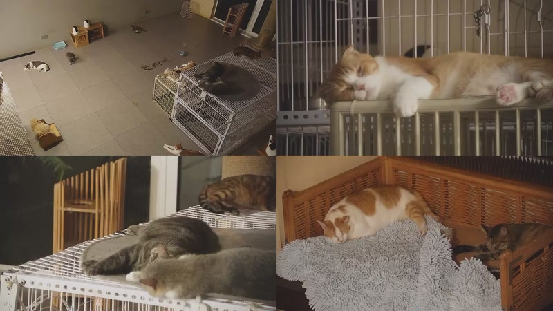 【2025-10-17 21点场】喵放送：喵放送☀️喵呜~