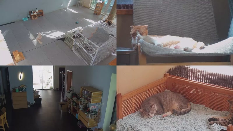 【2025-10-17 13点场】喵放送：喵放送☀️喵呜~