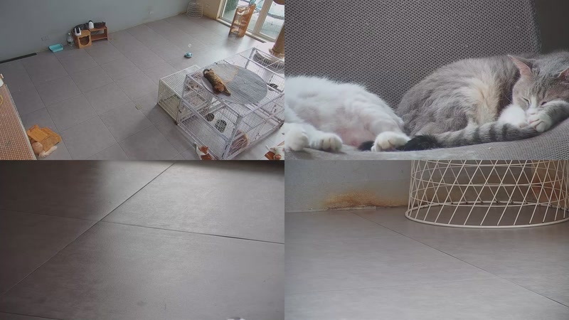 【2025-10-17 09点场】喵放送：喵放送☀️喵呜~