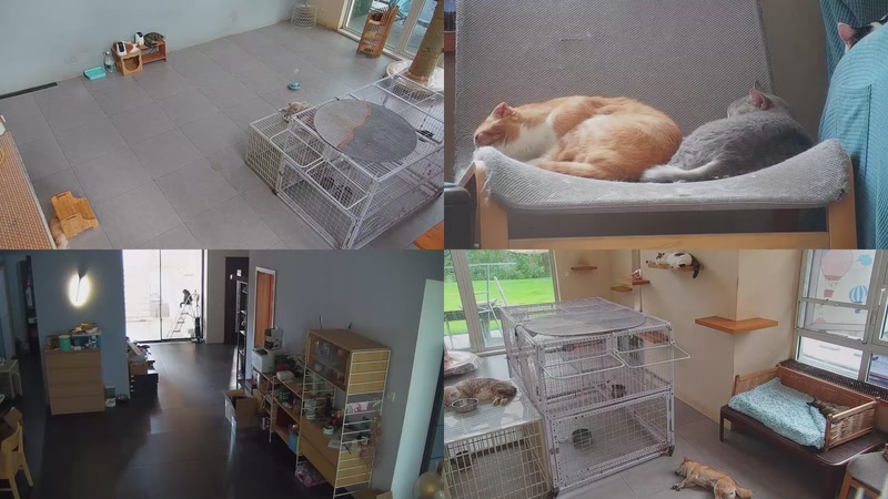 【2025-10-17 15点场】喵放送：喵放送☀️喵呜~