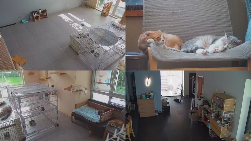 【2025-10-17 11点场】喵放送：喵放送☀️喵呜~