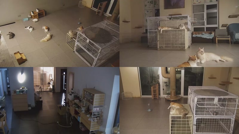 【2025-10-17 19点场】喵放送：喵放送☀️喵呜~