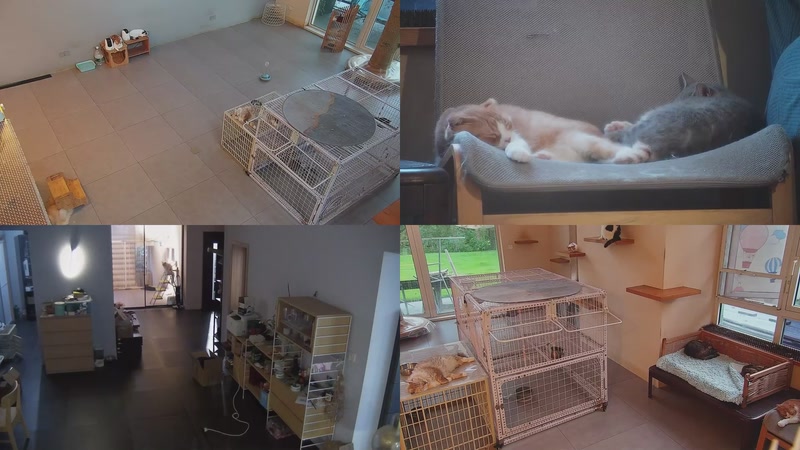 【2025-10-17 17点场】喵放送：喵放送☀️喵呜~