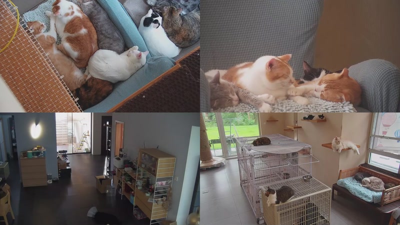 【2025-10-18 15点场】喵放送：喵放送☀️喵呜~