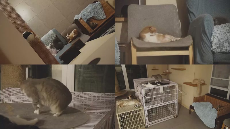 【2025-10-18 03点场】喵放送：喵放送☀️喵呜~