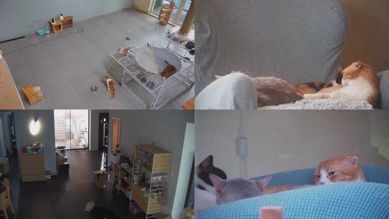 【2025-10-18 13点场】喵放送：喵放送☀️喵呜~