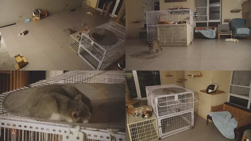 【2025-10-17 23点场】喵放送：喵放送☀️喵呜~