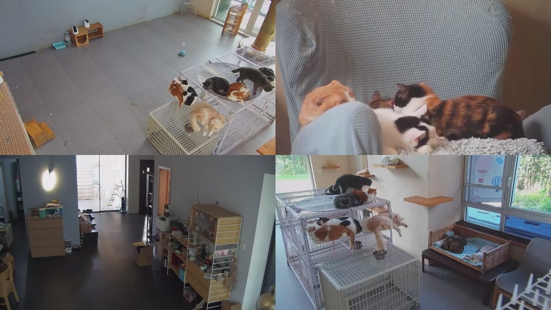 【2025-10-19 07点场】喵放送：喵放送☀️喵呜~